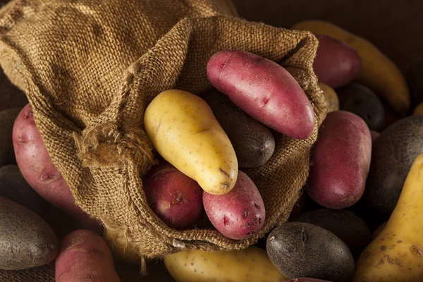 Ακατέργαστη βιολογική fingerling πατάτας πανσπερμία — Φωτογραφία Αρχείου