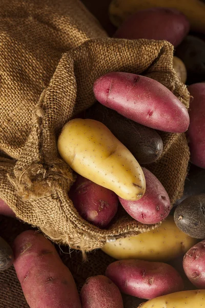Ακατέργαστη βιολογική fingerling πατάτας πανσπερμία — Φωτογραφία Αρχείου