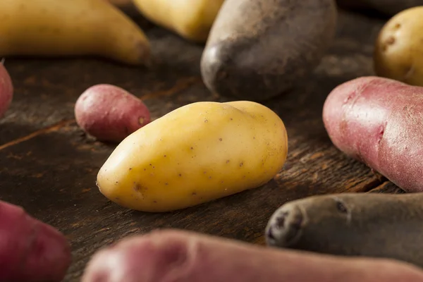 Medley di patate di diteggiatura biologica cruda — Foto Stock