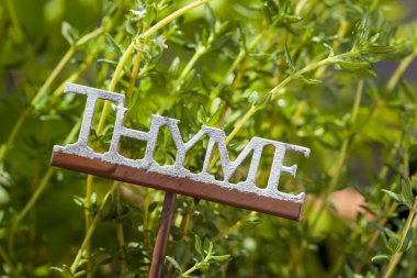 taze yeşil bitkisel kekik yaprakları