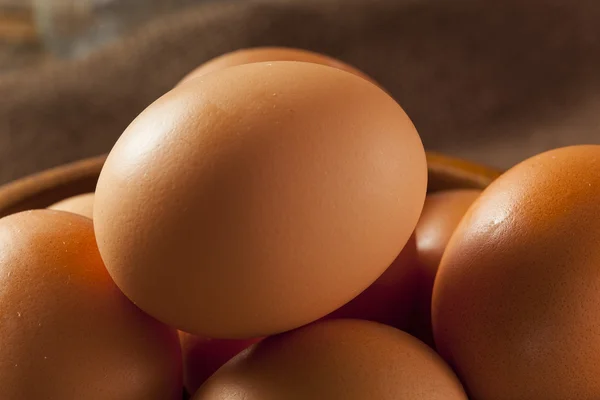 Huevos marrones libres de jaula orgánica — Foto de Stock