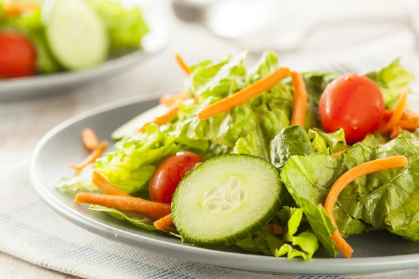 Frischer grüner Bio-Salat — Stockfoto