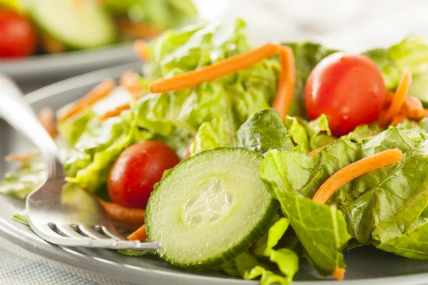 Verse biologische groene salade — Stockfoto