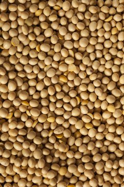 Organik Kuru soya fasulyesi