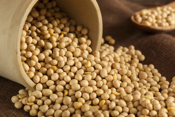 Organic Dry Soy Beans — Stock Photo, Image