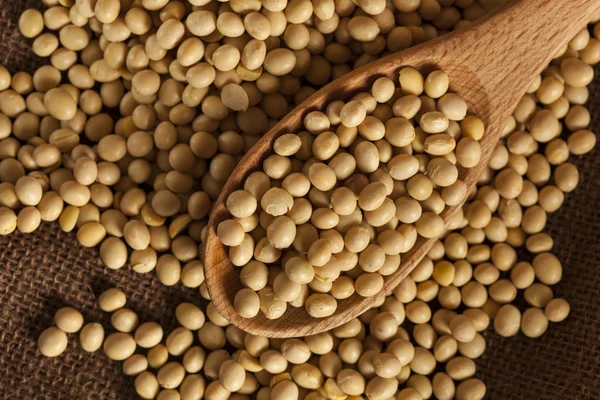 Fagioli di soia secchi biologici — Foto Stock