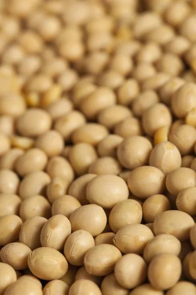 Organic Dry Soy Beans — Stock Photo, Image