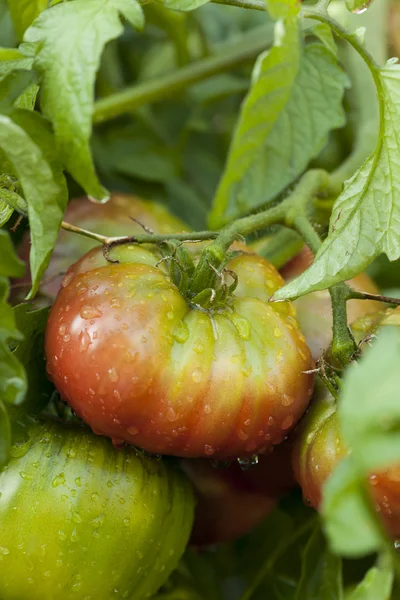 Ripe Organic Heirloom Tomatoes in a Garden — Stock Photo, Image