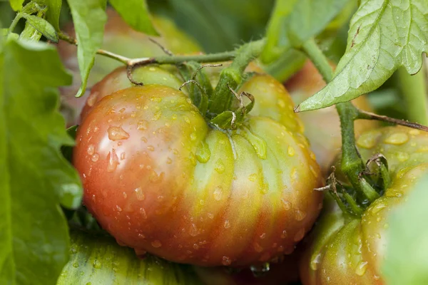 Ripe Organic Heirloom Tomatoes in a Garden — Stock Photo, Image