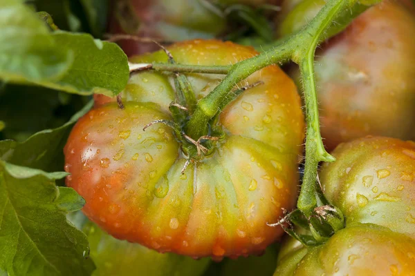 Ripe Organic Heirloom Tomatoes in a Garden — Stock Photo, Image