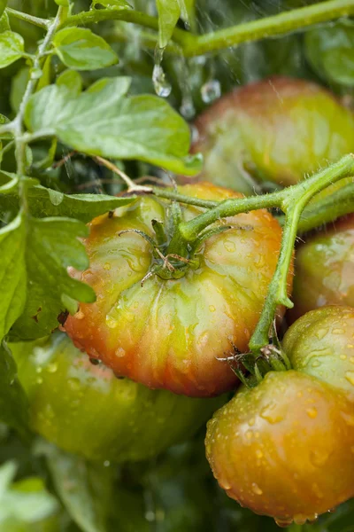 Ripe Organic Heirloom Tomatoes in a Garden — Stock Photo, Image