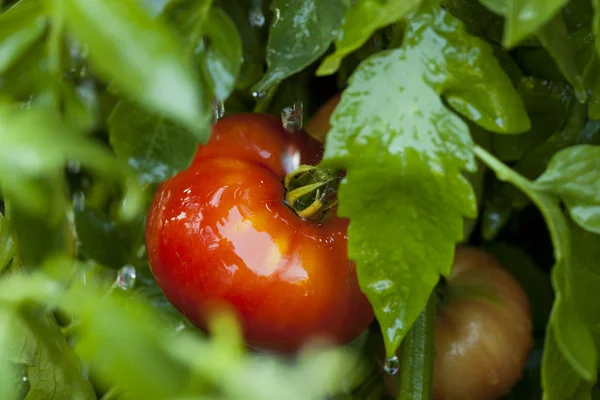 Ripe Organic Heirloom Tomatoes in a Garden — Stock Photo, Image