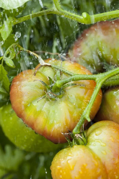 Ripe Organic Heirloom Tomatoes in a Garden — Stock Photo, Image