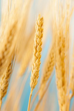 Organik altın buğday ekin