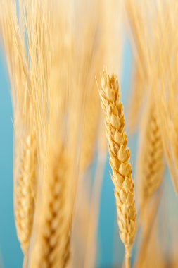 Organik altın buğday ekin