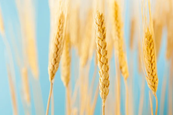 Cultivo orgânico de trigo dourado — Fotografia de Stock