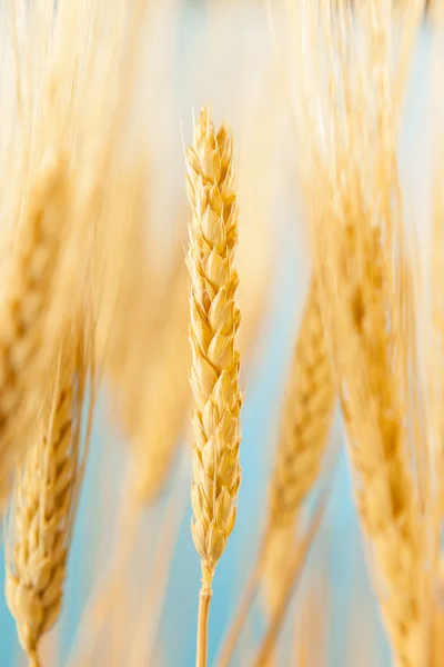 Cultivo orgânico de trigo dourado — Fotografia de Stock