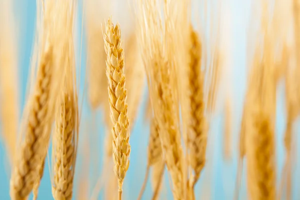 Cultivo ecológico de trigo dorado — Foto de Stock