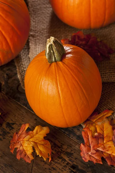 Zucche a torta arancioni biologiche per Halloween — Foto Stock