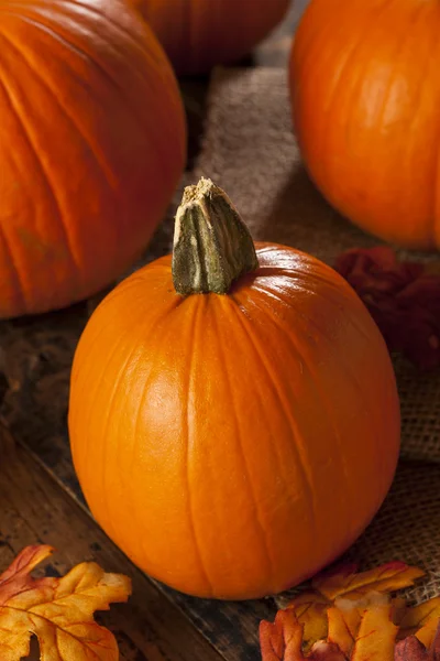 Ekologisk apelsin paj pumpor till halloween — Stockfoto