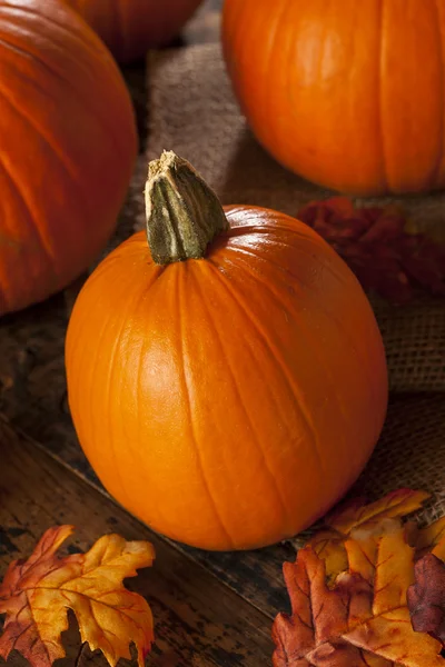 Abóboras de torta de laranja orgânica para o Halloween — Fotografia de Stock