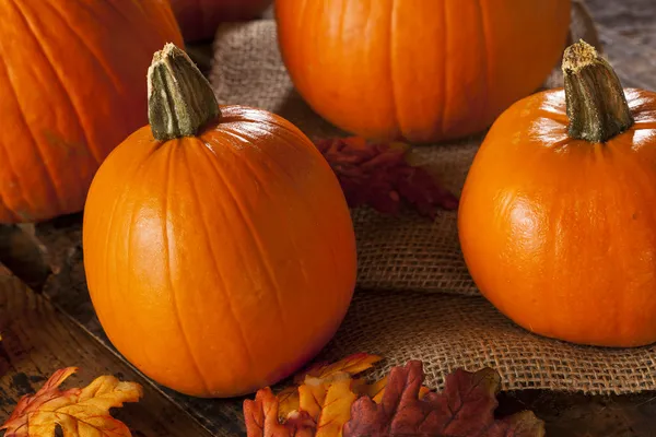 Organic Orange Pie Pumpkins for Halloween — Stock Photo, Image