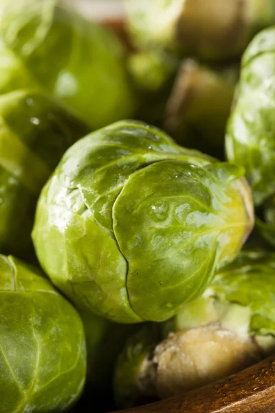 Organic Green Brussel Sprouts — Stock Photo, Image