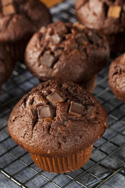 Muffin doble de la viruta del chocolate —  Fotos de Stock