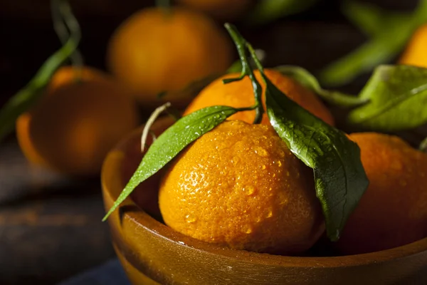 Освежающий органический мандаринский апельсин — стоковое фото