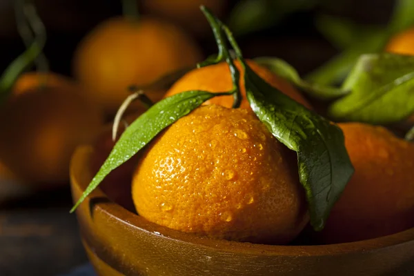 Resfreshing organiska mandarin orange — Stockfoto