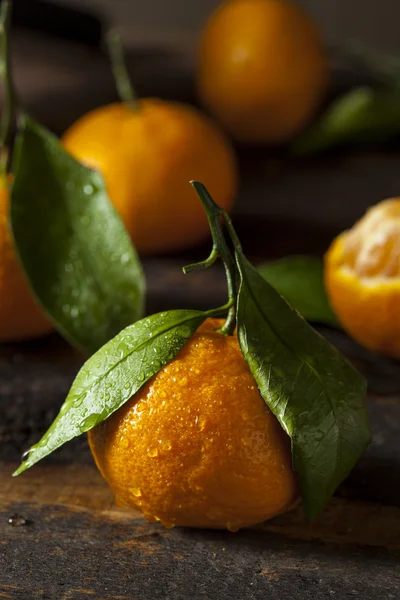 Resfreshing organische mandarin orange — Stockfoto