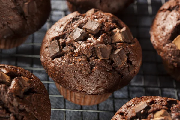 Dobbelt chokolade Chip Muffin - Stock-foto