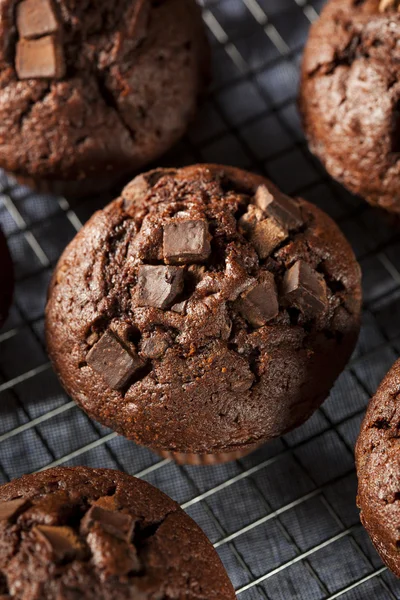 Double Chocolate Chip Muffin — Stock Photo, Image