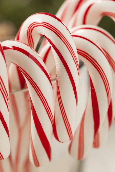 Festive Christmas Peppermint Candy Cane — Fotografie, imagine de stoc