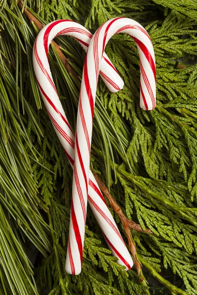 Festive Christmas Peppermint Candy Cane — Stock Photo, Image