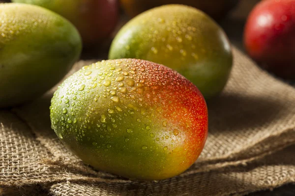 Mangos maduros coloridos orgánicos — Foto de Stock
