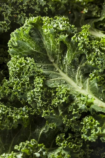 Healthy Raw Green Kale — Stock Image Healthy Raw Green Kale Royalty Free Stock Images
