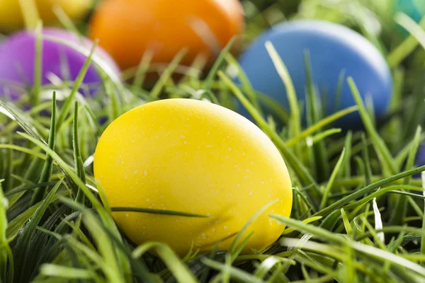 Colorful Dyed Eggs for Easter — Stock Photo, Image