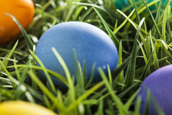 Ovos tingidos coloridos para a Páscoa — Fotografia de Stock