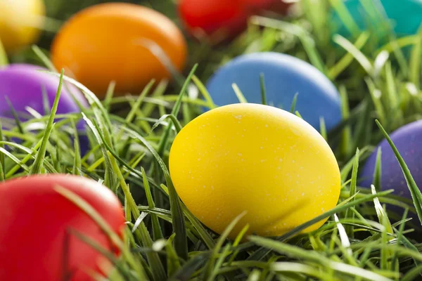 Colorful Dyed Eggs for Easter — Stock Photo, Image