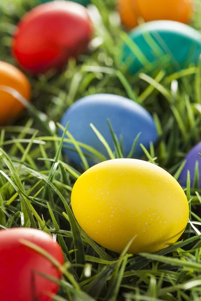 Colorful Dyed Eggs for Easter — Stock Photo, Image