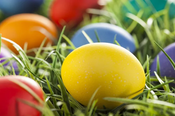 Colorful Dyed Eggs for Easter — Stock Photo, Image