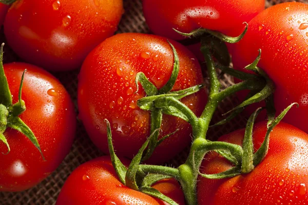 Biologische rode rijpe tomaten — Stockfoto