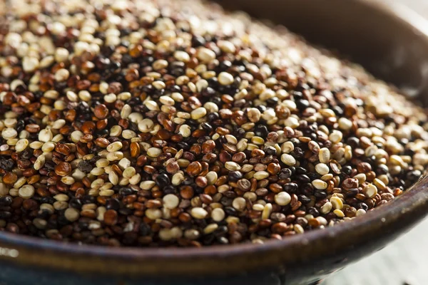 Bio színes nyers quinoa — Stock Fotó