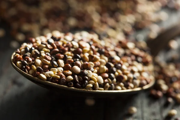 Ekologisk färgglada rå quinoa — Stockfoto