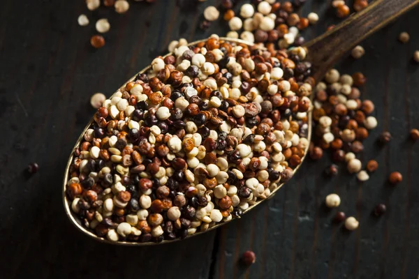 Quinoa crua colorida orgânica — Fotografia de Stock