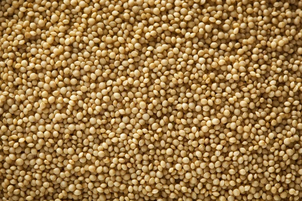 Rå organisk amarant-korn – stockfoto