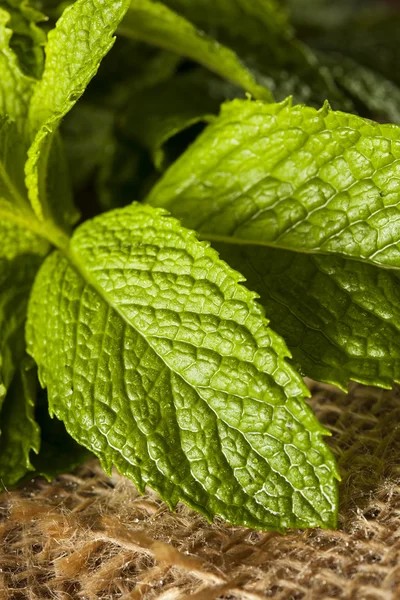 Hoja de menta verde orgánica — Foto de Stock