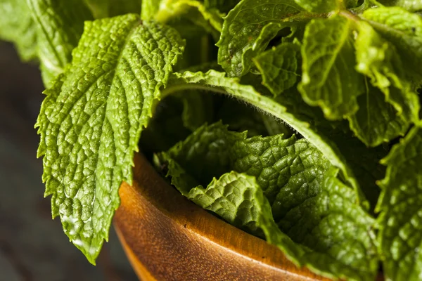 Hoja de menta verde orgánica — Foto de Stock