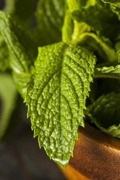 Hoja de menta verde orgánica — Foto de Stock